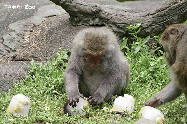 夜宿動物園營隊，將於7月分2梯次登場。 圖：台北市立動物園／提供