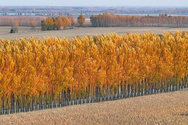 An aerial drone photo taken on Oct. 11, 2024 shows fields and trees in Dongsheng Village, Zhaodong City of northeast China's Heilongjiang Province. (Xinhua/Wang Jianhua)