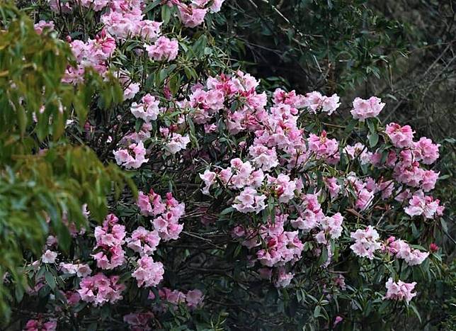 玉山塔塔加園區玉山杜鵑進入開花期，在步道上下邊坡可見粉白、粉紅花朵鑲嵌其中，景致相當美麗。(圖由玉管處提供)