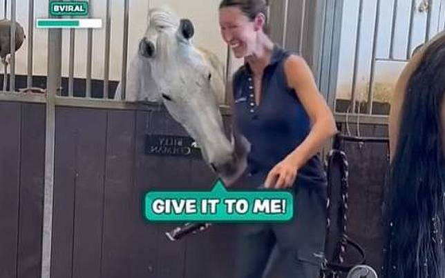 馬廄工作被干擾！　「巨型白狗」這樣做博眼球