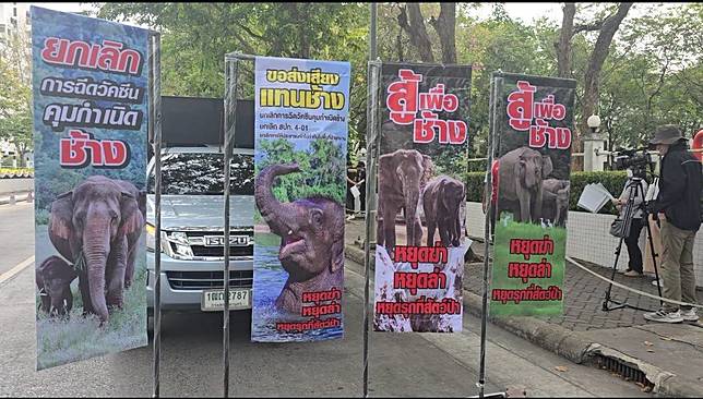 “คนรักช้าง” รวมตัวคัดค้านการใช้วัคซีนคุมกำเนิดช้างป่า
