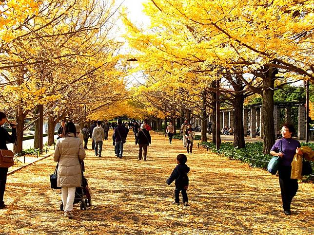 東京知名銀杏景點「國營昭和紀念公園」秋季銀杏大道的景緻，美不勝收。 圖：ⒸTCVB／提供