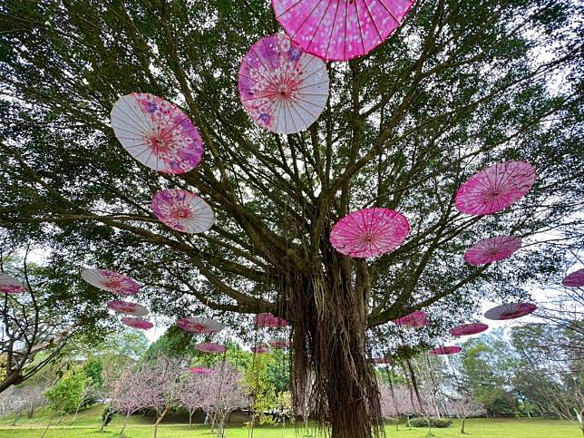 為期35天的「暨大櫻花季」將從1月31日起展開。(暨南大學提供)