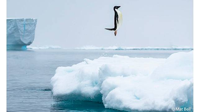 Penguin Pose by Mat Bell ／ AGNPOTY