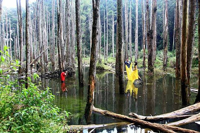 南投縣杉林溪「忘憂森林」在豐水期時，白木林美景吸引新人前來取景拍攝。(資料照，杉林溪森林生態渡假園區提供)