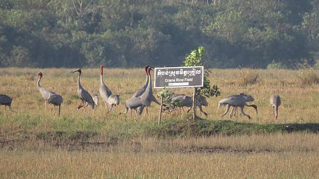 This file photo taken on Jan. 16, 2024 shows sarus cranes in Kampot province, Cambodia. (NatureLife Cambodia/Handout via Xinhua)