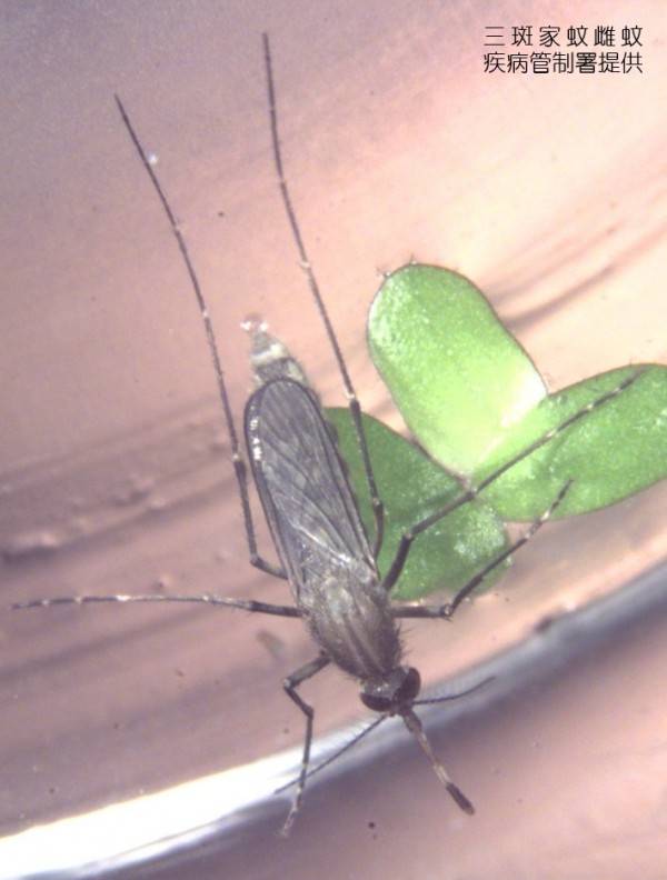 三斑家蚊是日本腦炎主要病媒蚊。(資料照，疾管署提供)