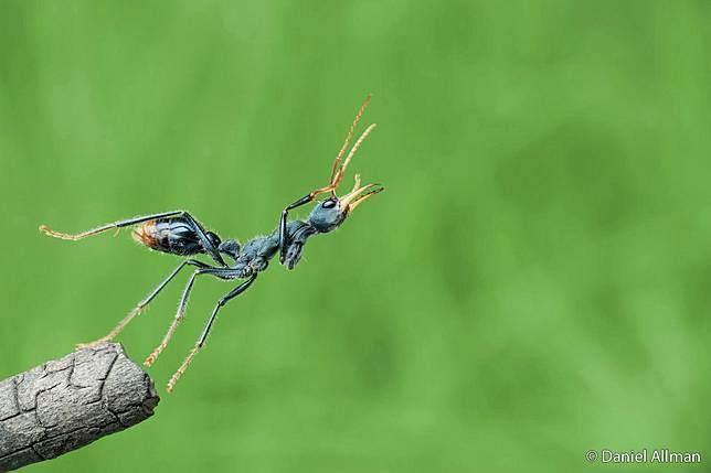 The Secret Lives of “Non-Jumping” Ants by Daniel M.  Allman ／ AGNPOTY