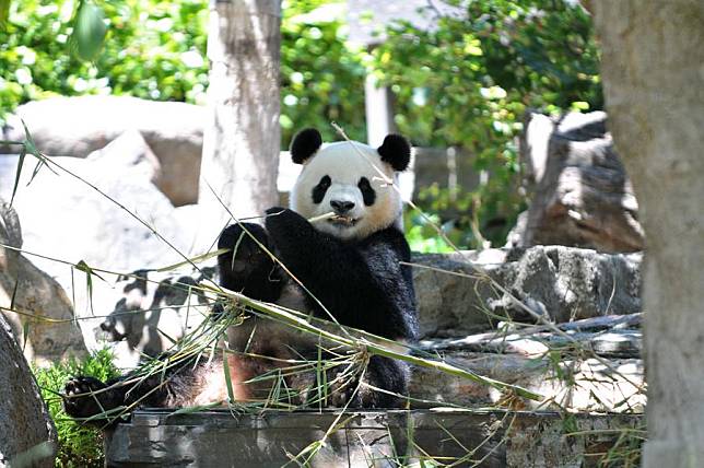 A giant panda from China eats bamboo at the Adelaide Zoo in Adelaide, Australia, Jan. 21, 2025. (Photo by Zhang Na/Xinhua)