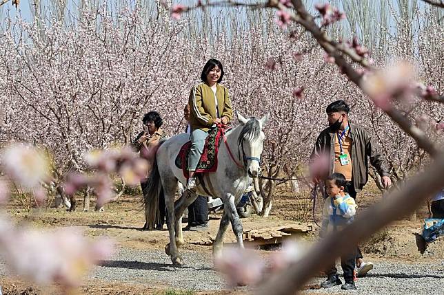 Tourists visit an apricot orchard during a cultural and tourism event held in Yaha Township of Kuqa County, northwest China's Xinjiang Uygur Autonomous Region, March 30, 2024. (Xinhua/Ding Lei)