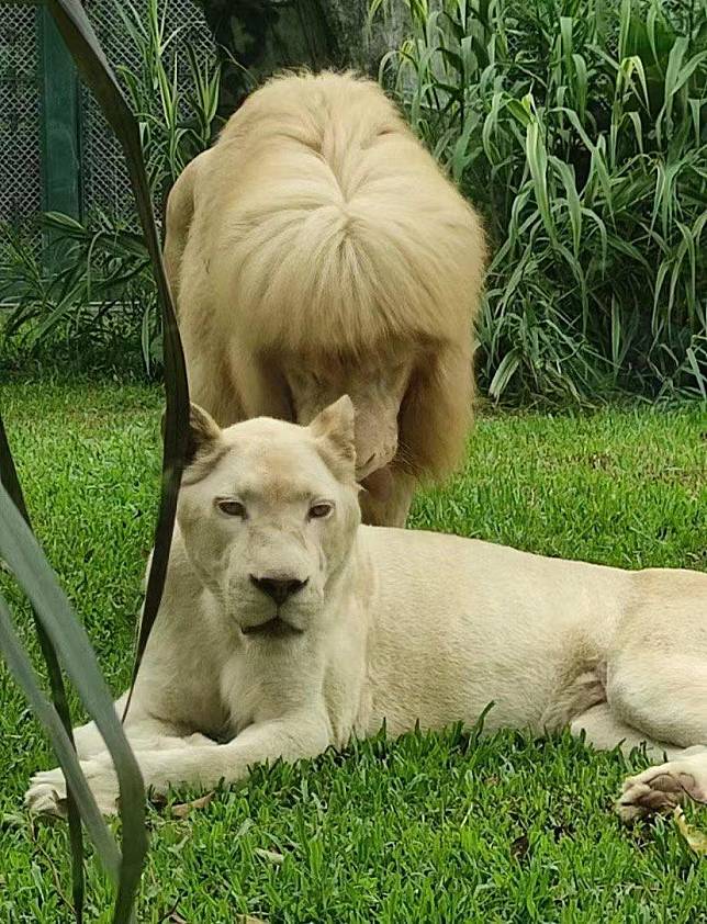 獅子的瀏海整齊成為話題後，園方也出面回應稱工作人員不會幫獅子整理毛髮。（翻攝自微博）