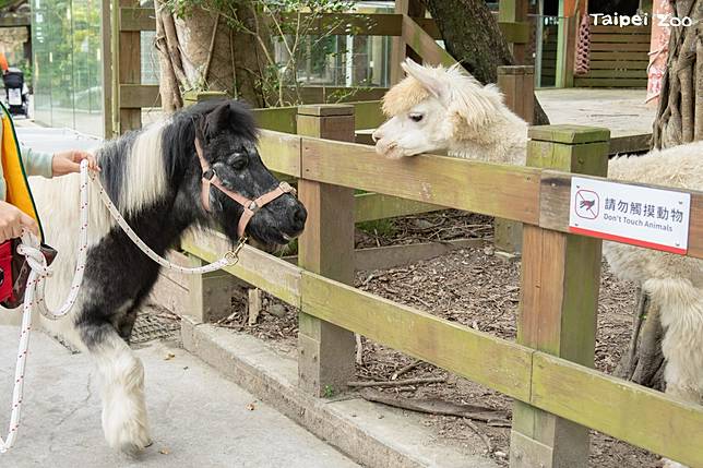 來動物園遇見動物 散步中的迷你馬、家驢超Cute