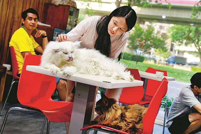 First-time visitor Chen Pei-jung, 18, gets to know some of the cats at Genki Cat Café in Taipei, Taiwan. Photo: Panos