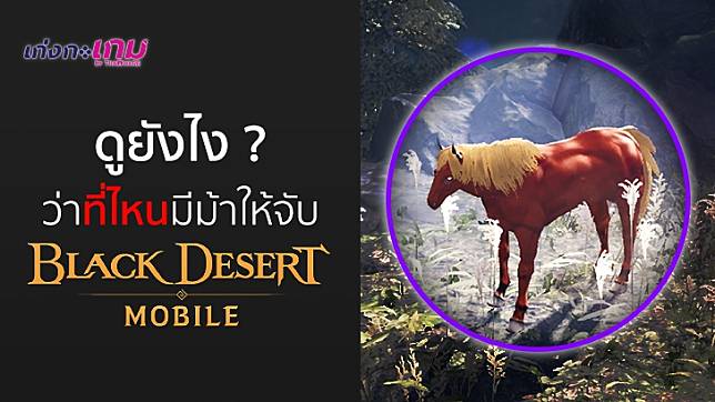 อยากผสมม้าในเกม Black Desert Mobile แต่ไม่รู้จะจับม้าที่ไหน? เชิญทางนี้