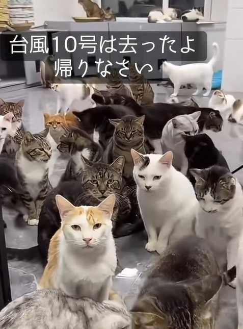日本一名網友日前分享，颱風天他打開門窗讓流浪貓進門躲雨，怎料客廳卻被10多隻浪貓擠爆。（圖／擷取自TikTok／@zzz09555）