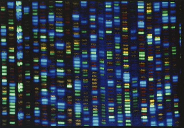 T2T國際團隊揭露完整基因組序列，有望為目前難以醫治的疾病或遺傳變異尋找解方。（達志影像／美聯社）