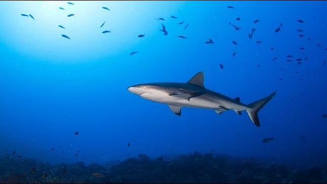 กลุ่มอนุรักษ์ระบุปริมาณออกซิเจนหายไปส่งผลต่อความเป็นอยู่ของปลาทะเลหลายชนิด