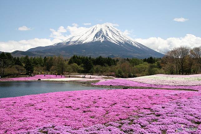 ▲日本櫻花季景點-富士山芝櫻。（圖／©Akira Okada/©JNTO）