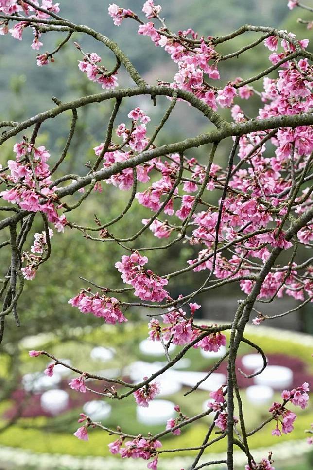 陽明山櫻花季美景。 （中華旅行社提供）