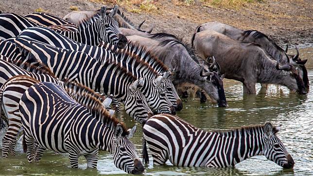 肯亞內陸的野生動物狩獵、動物大遷徙皆為該國著名觀光活動，開放全球免簽無疑是對旅遊業帶來莫大助益。（圖取自pexels）