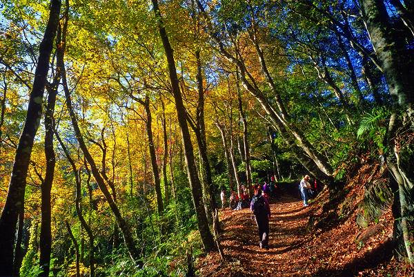 ▲台灣北部賞楓秘境-秋季時五彩繽紛的霞喀羅古道。 （圖／Tripbaa趣吧！旅遊平台）