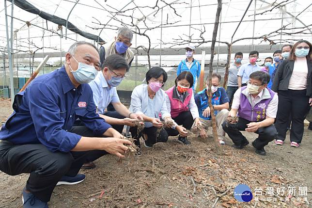 彰化縣長王惠美參加葡萄藤專用長效木質分解液試用推廣。圖／彰化縣政府提供