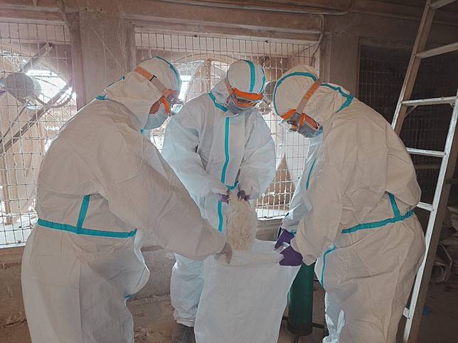 動物防疫人員到案例場進行雞隻撲殺銷毀作業。（動保處提供）