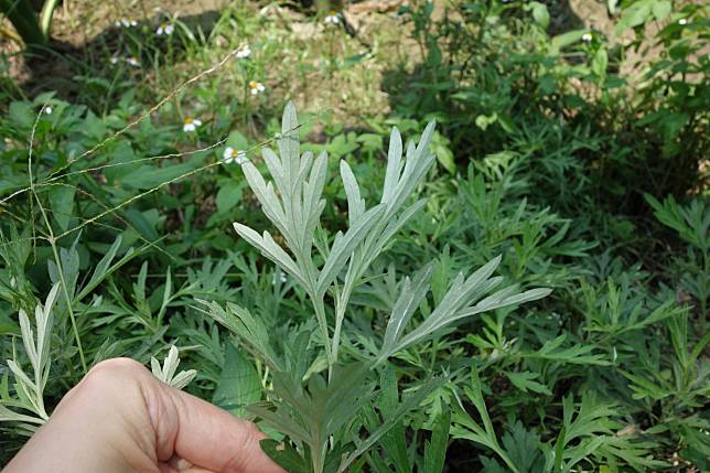 艾草是一種多年生草本植物，在端午除了用來避邪、防瘟疫疾病，其實在養生保健的應用也十分普遍。   圖：林務局/提供