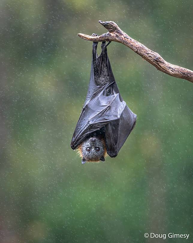 Wings as Raincoats by Doug Gimesy ／ AGNPOTY