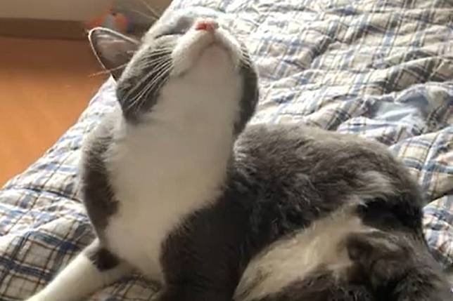 只有三隻腳的貓咪，下巴癢卻無力抓，被幫一把後表情開朗：「謝謝主人！」（圖／Youtube：ViralHog）