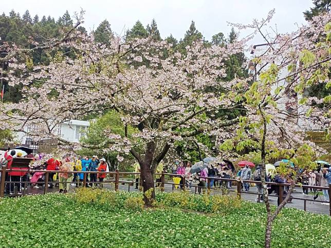 阿里山櫻花季。 （中華旅行社提供）