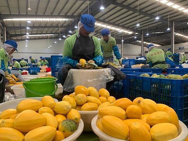 Workers slice ripe mangoes at the Zhong Bao (Cambodia) Food Science &amp; Technology Co., Ltd. in Kampong Speu province, Cambodia on March 7, 2023. (Photo by Van Pov/Xinhua)