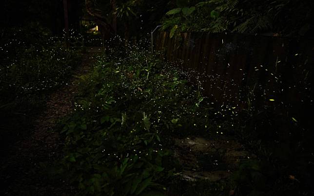 螢光燦爛之夜！台北最大夜訪螢火蟲開跑啦！