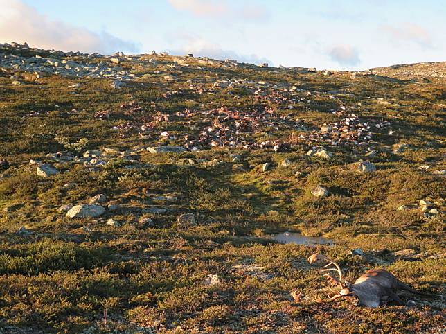 2016年8月在挪威偏遠的哈當厄爾維達高原上，一位公園巡守員發現323具野生馴鹿的屍體。照片來源：Havard Kjontvedt／挪威自然檢查局