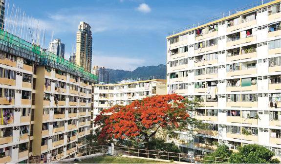 真善美村範圍不大，三座住宅圍繞村中央的鳳凰木而建，在鬧巿之中自成一格。（陳嘉文攝）