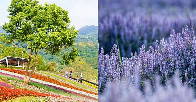 秋冬北部賞花推薦5景點！16萬盆草花打造「台版富良野花毯」，「仙草花節」紫色仙境超夢幻！