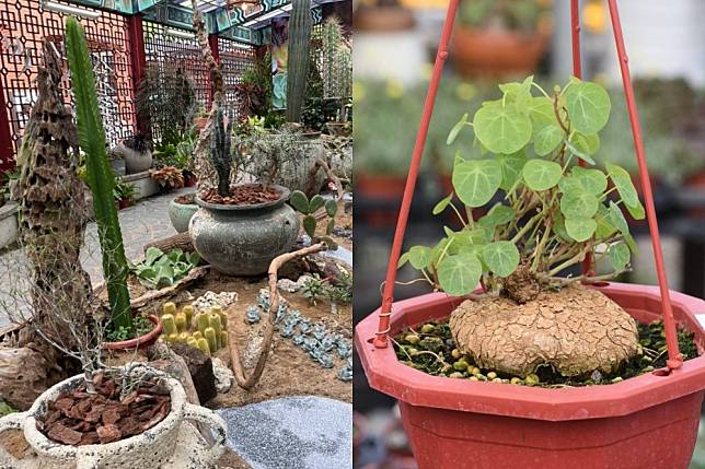 士林官邸即日起舉辦「多肉植物展」（工務局提供）