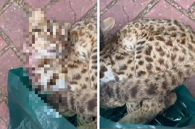 石虎被人類吃了！中部獵捕集團賣貓狗肉　每斤肉1500還附大蔥