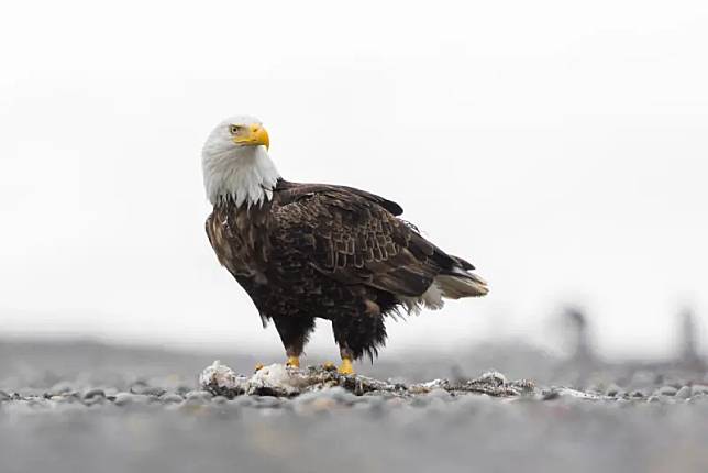 ▲白頭海鵰（Bald eagle）印在美國國徽上超過兩世紀，許多人早已將其視為美國的象徵，但事實上直到去年底拜登正式簽署法案，才讓白頭海鵰名正言順成為美國國鳥。（圖／美聯社／達志影像）