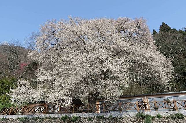 觀霧霧社櫻王3月中旬滿開　山區大雨不斷賞櫻注意路況