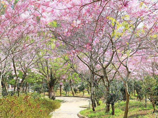 茂林國家風景區新威森林公園旁天臺山維多利亞花園花旗木