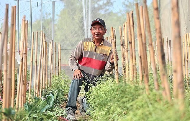 全球 10% 的花椰菜種子來自台灣！蔡慶蒼 50 年育種，打造花椰菜種子的日不落帝國