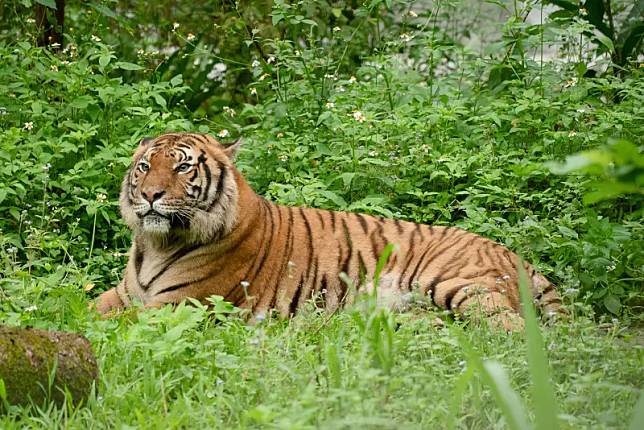 台北市立動物園添新成員，今（11）日正式放展馬來虎，台灣虎航也宣布將持續支持動物園動物認養計畫。（圖／台灣虎航提供）