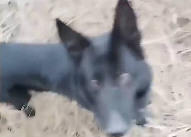 女童從家門失蹤疑遭熟人拐走警犬上山尋回| on.cc 東網| LINE TODAY