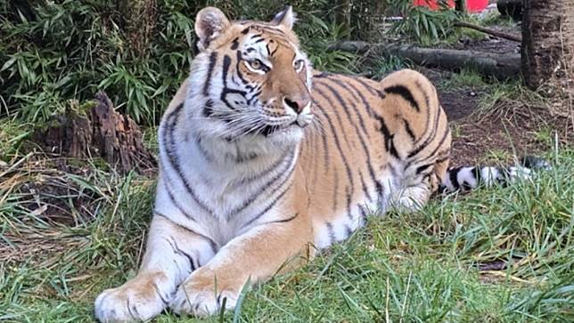 美國華盛頓州一間動物園發現禽流感病毒，造成20隻老虎及美洲獅死亡，圖為園區老虎照片。翻攝Wild Felid Advocacy Center of Washington