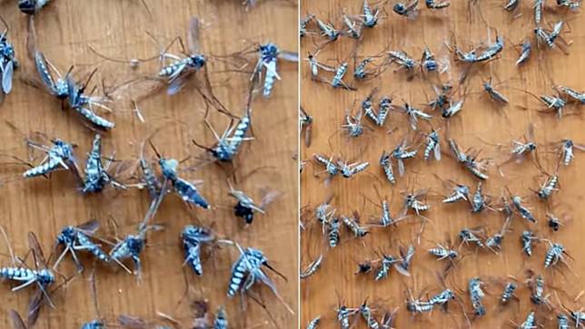 嘉義縣一名影像創作者莊信然，日前遭蚊子攻擊，為滅蚊40分鐘內打死上百隻。翻攝自莊信然臉書