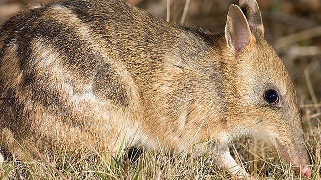 一度被宣告在野外滅絕的澳洲東部條紋袋狸（Eastern Barred Bandicoot）重返自然棲地。（圖／翻攝自慈善組織「Penguin Foundation」官網）