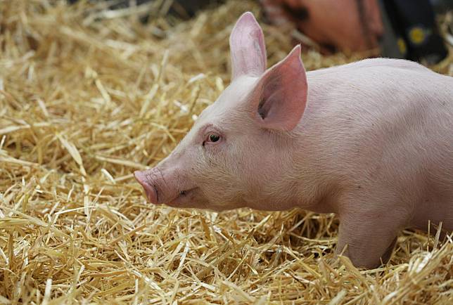 เวียดนามไฟเขียว ‘หมูนำเข้า’ สู้ราคาในประเทศ ประเดิมจาก ‘ไทย’ ที่แรก