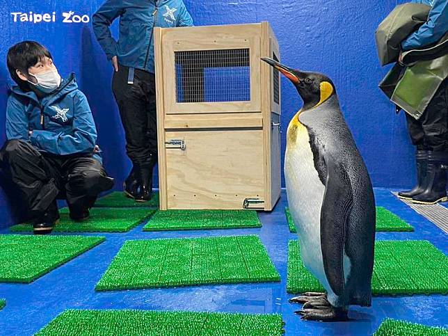 國王企鵝「嘟胖」和Xpark的保育員們熟悉中。（台北市立動物園、Xpark提供）