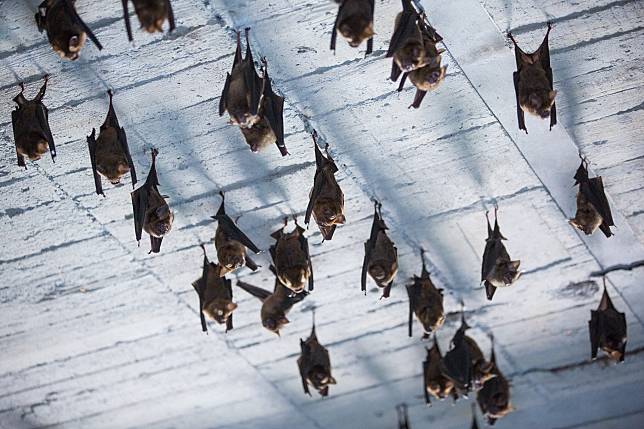 ▲新北市動保處提醒，台灣島上的蝙蝠有些物種確實帶有病毒，卻不至於影響人，除非研究人員捕捉時被咬，至今並未發生過蝙蝠主動攻擊人的案例。（圖／新北市動保處提供）